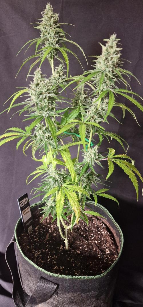 Fastbuds banana Guava Auto. Week 6