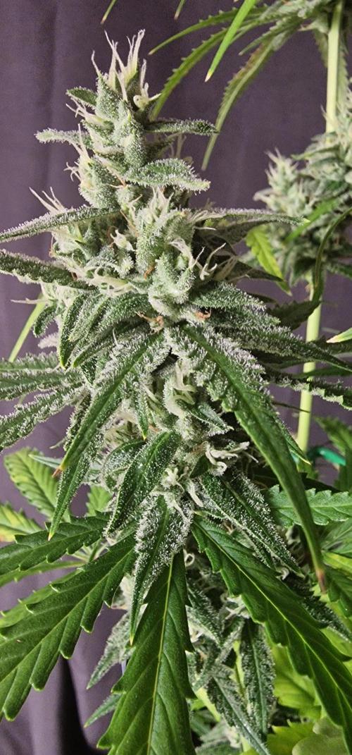 Fastbuds banana Guava Auto. Week 6
