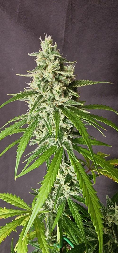 Fastbuds banana Guava Auto. Week 6
