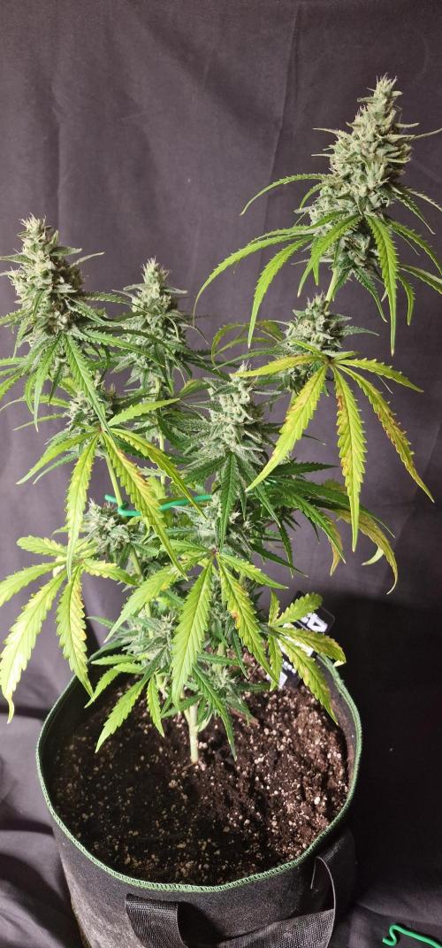 Banana Guava Auto. Week 6