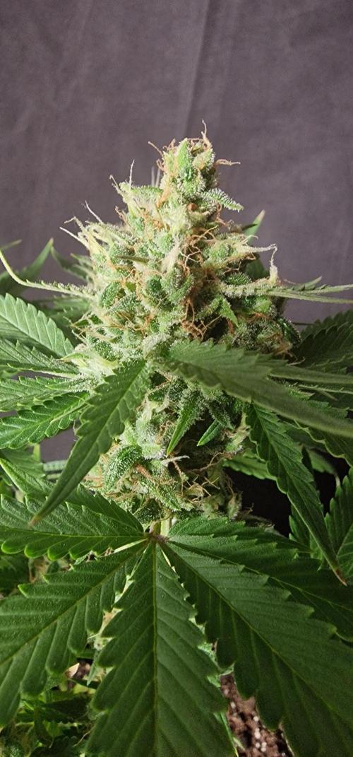 Banana cream cake xl. Week 6