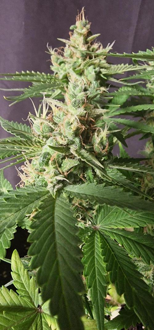 Banana cream cake xl. Week 6