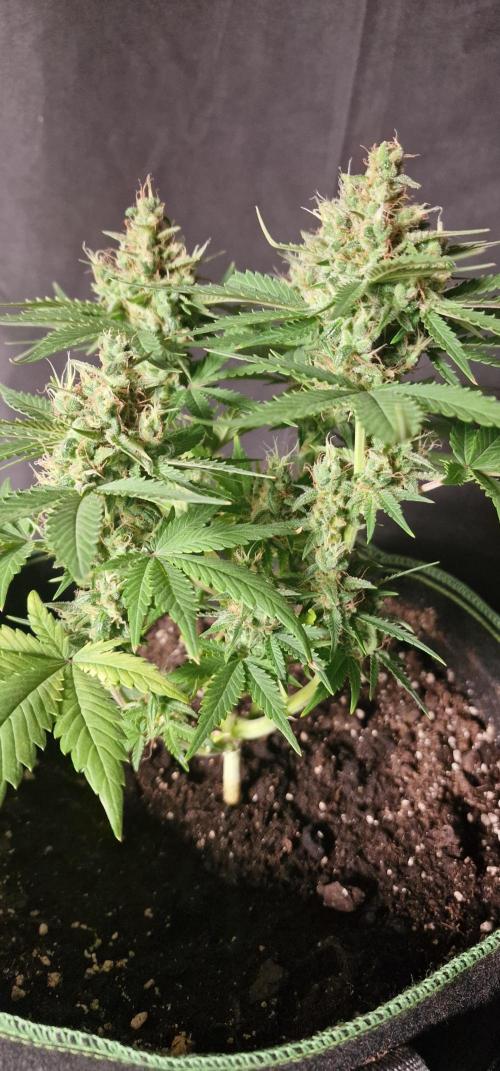 Banana cream cake xl. Week 6