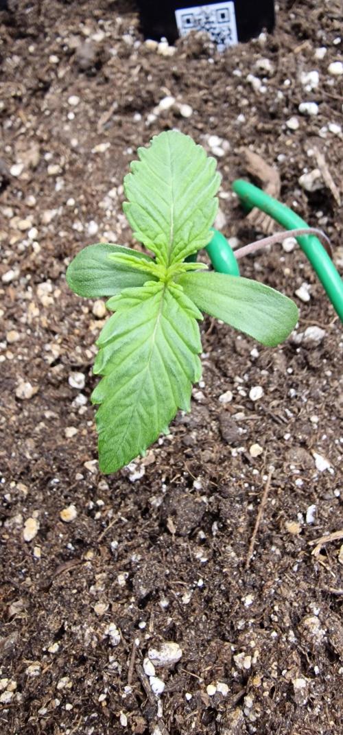 Banana Frost Auto. Week 2