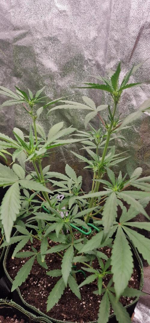 Banana Frost Auto. Week 4