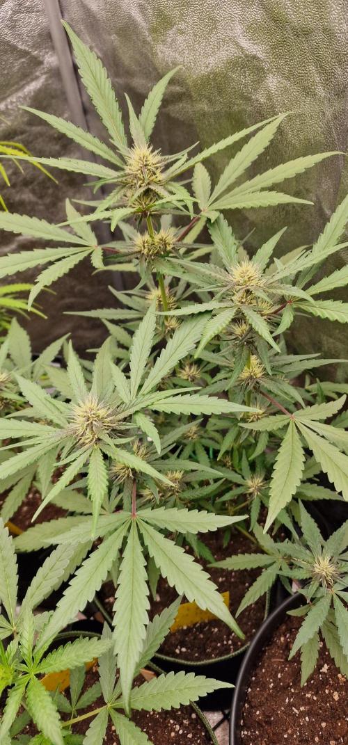 Banana Frost Auto. Week 6