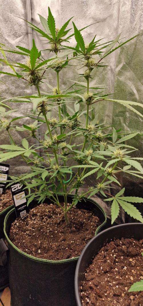 Banana Frost Auto. Week 6