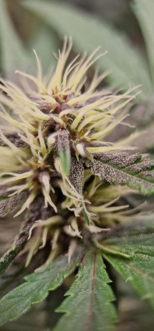 Banana Frost Auto. Week 6