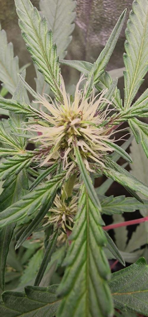Banana Frost Auto. Week 6