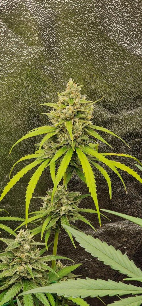 Banana Guava Auto. Week 7