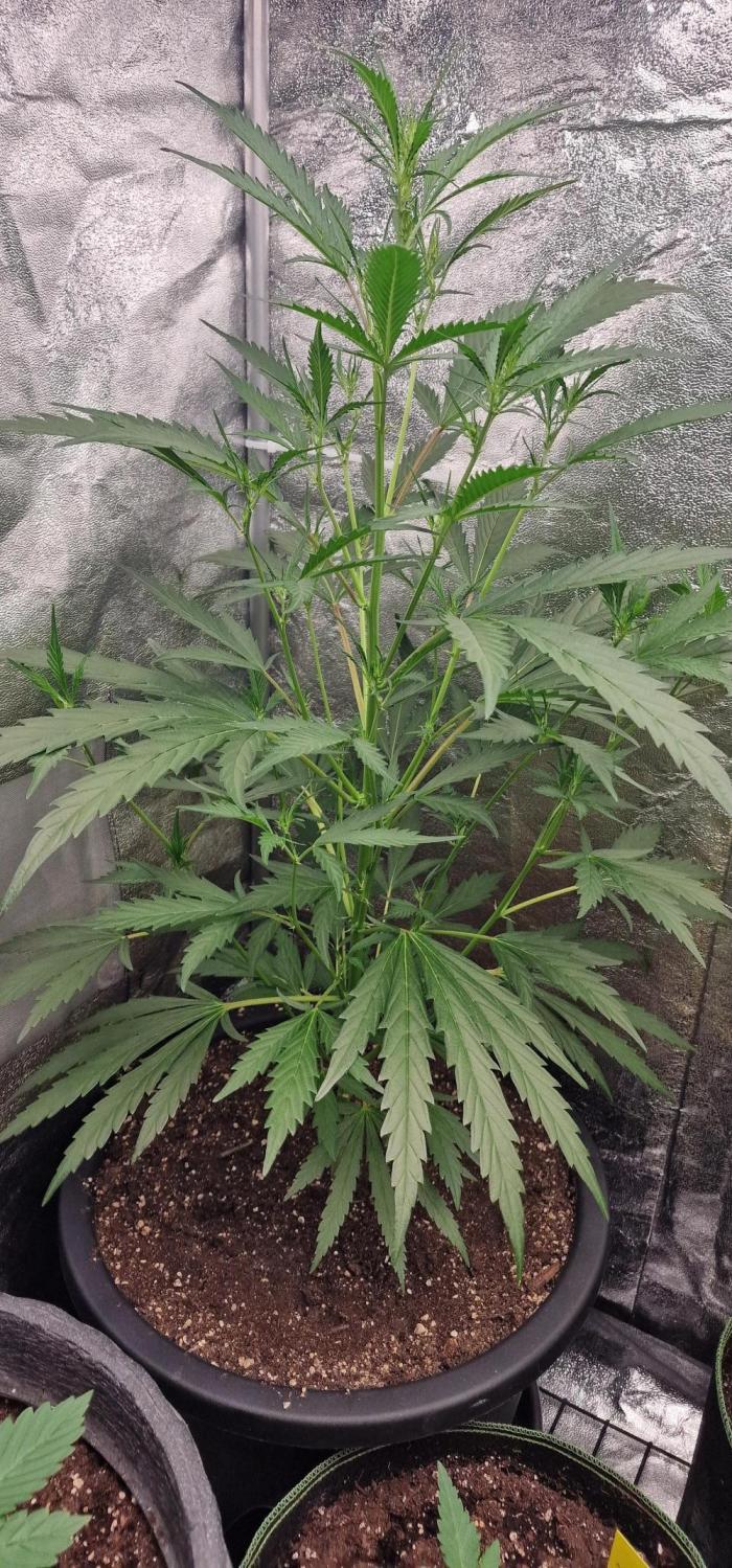 German Beldia Heirloom. Week 6
