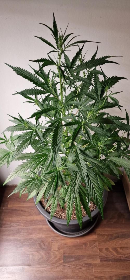 German Beldia Heirloom. Week 7