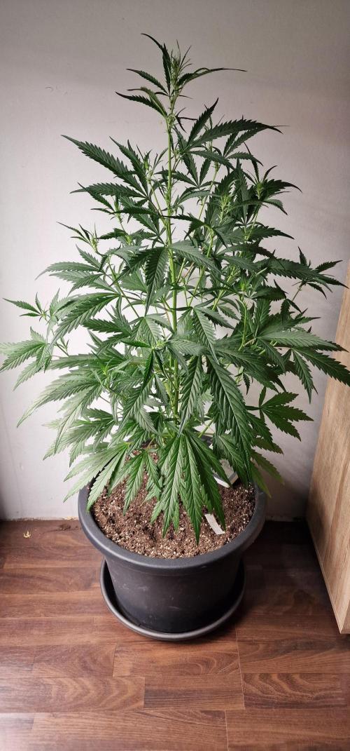 German Beldia Heirloom. Week 7