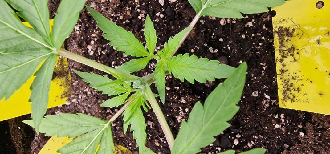 Banana Guava Auto. Week 4