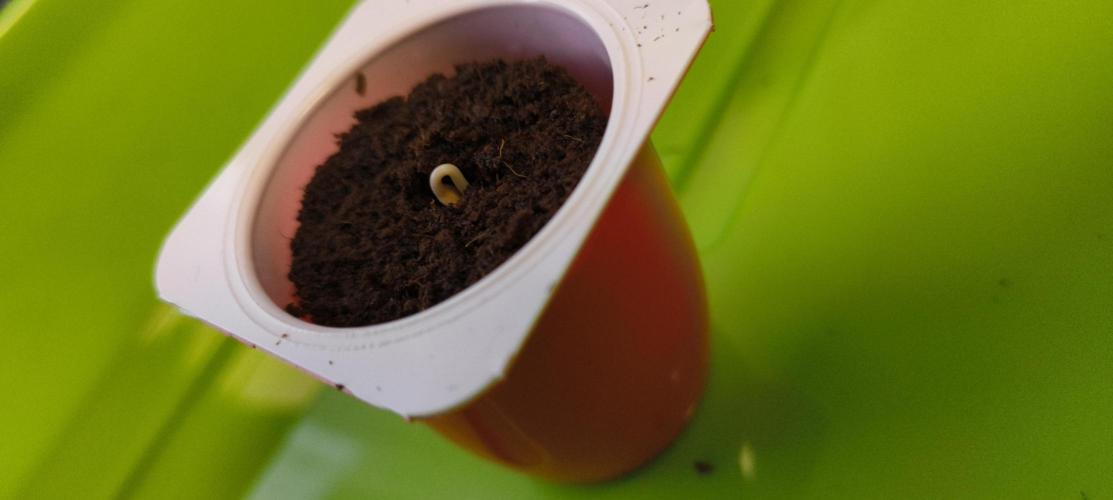 Budget Grow, First Grow. Week 0 - Kopf zeigt sich 3 Tage nach Pflanzung