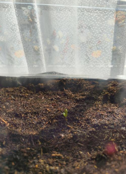 Budget Grow, First Grow. Week 0 - Direkt in 19L Endtopf gesetzt. Erde ist geschichtet.