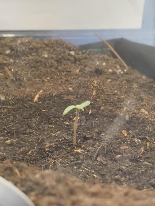 Budget Grow, First Grow. Week 0