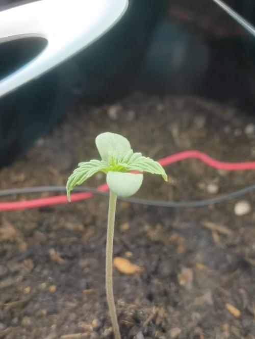 Budget Grow, First Grow. Week 0