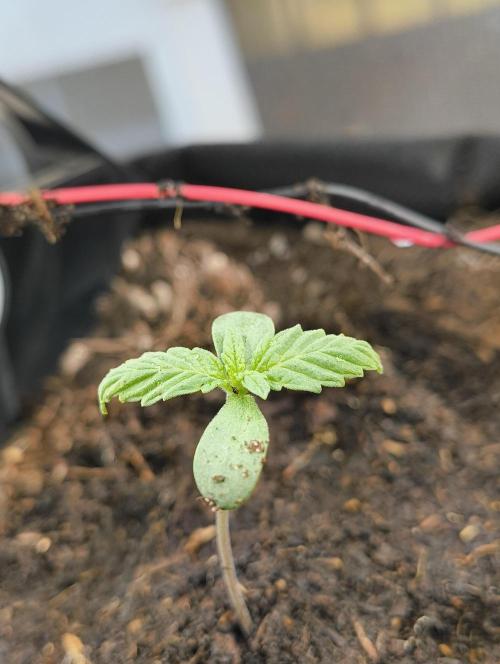 Budget Grow, First Grow. Week 0