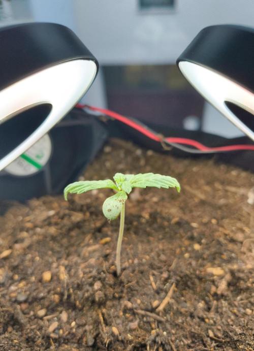 Budget Grow, First Grow. Week 0 - Erstes Blattpaar krallt ein bisschen