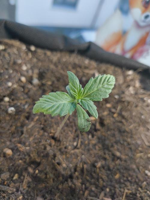 Budget Grow, First Grow. Week 0