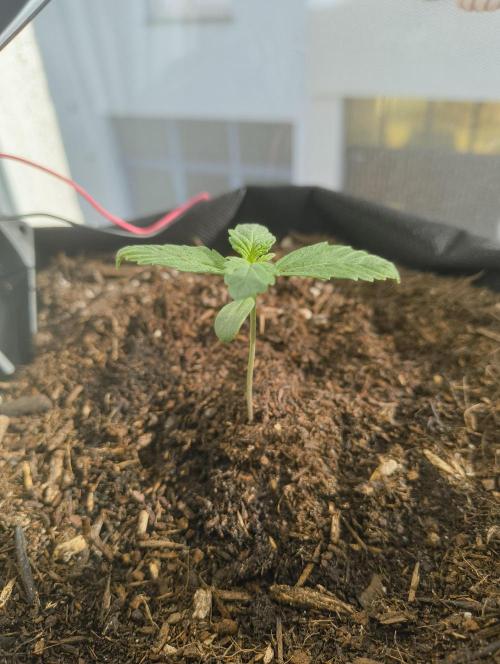 Bubble Kush Automatic. Week 0