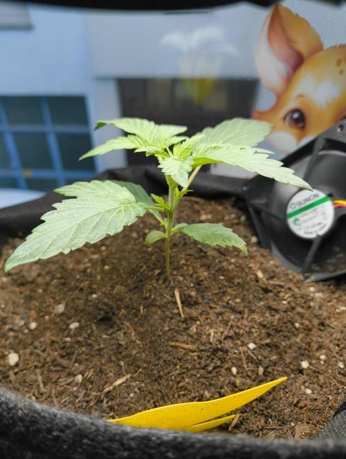 Bubble Kush Automatic. Week 1