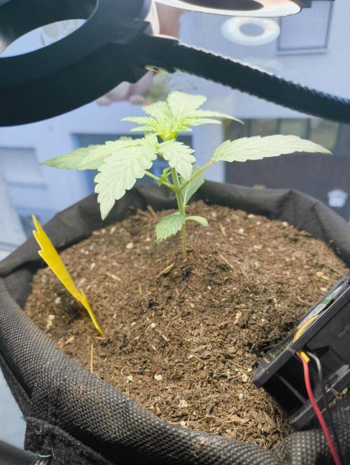 Budget Grow, First Grow. Week 2