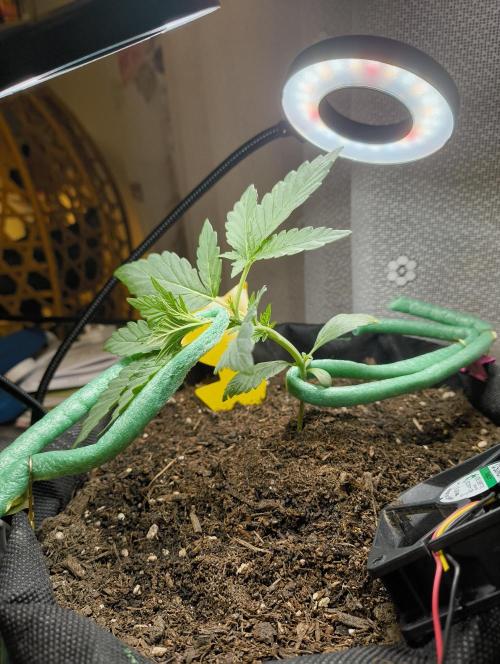 Budget Grow, First Grow. Week 2