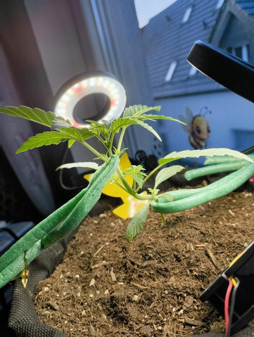 Budget Grow, First Grow. Week 2