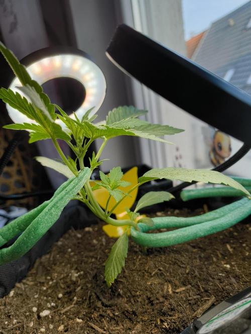 Budget Grow, First Grow. Week 2