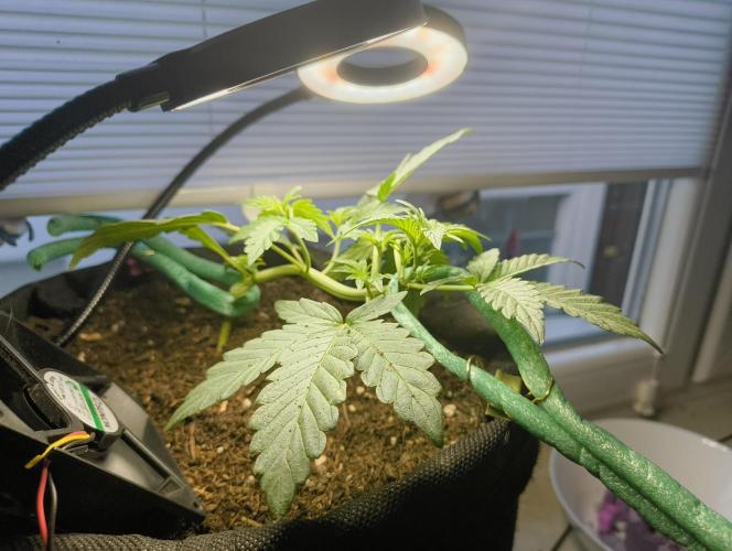 Budget Grow, First Grow. Week 2