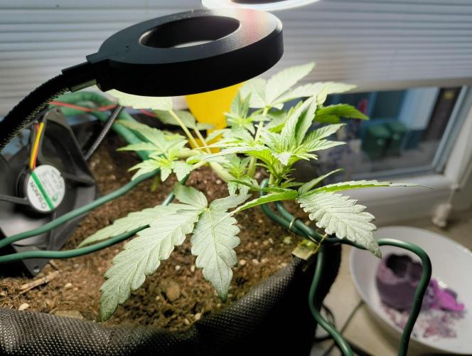 Budget Grow, First Grow. Week 2