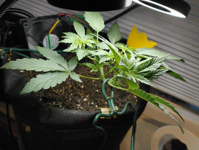 Bubble Kush Automatic. Week 2