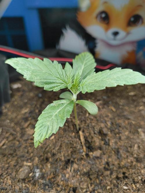 Budget Grow, First Grow. Week 1