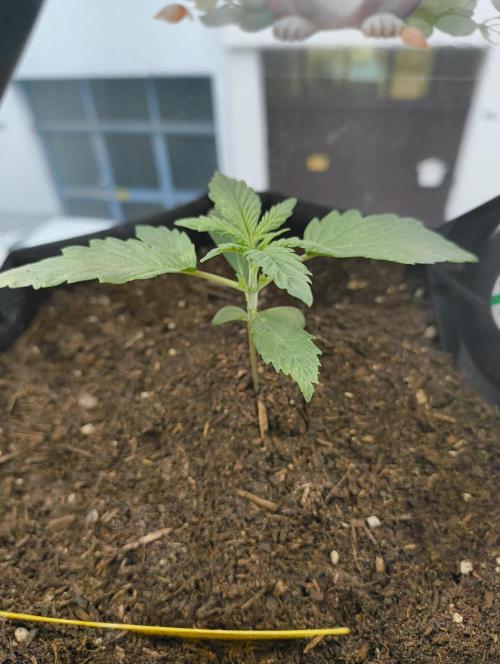 Budget Grow, First Grow. Week 1