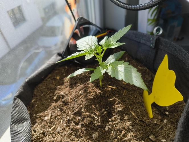 Budget Grow, First Grow. Week 1