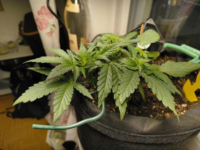 Budget Grow, First Grow. Week 3