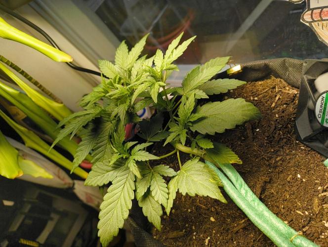 Budget Grow, First Grow. Week 3