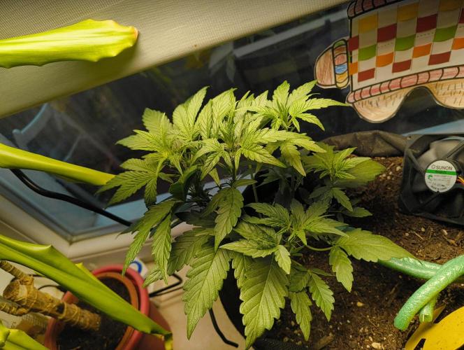 Budget Grow, First Grow. Week 3
