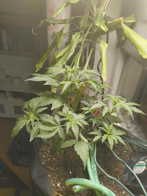 Budget Grow, First Grow. Week 3