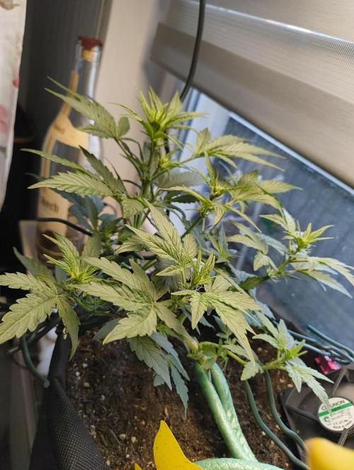 Budget Grow, First Grow. Week 3