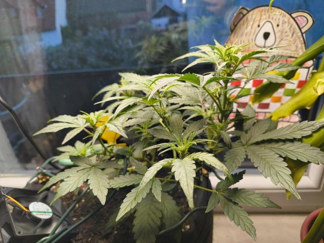 Bubble Kush Automatic. Week 3
