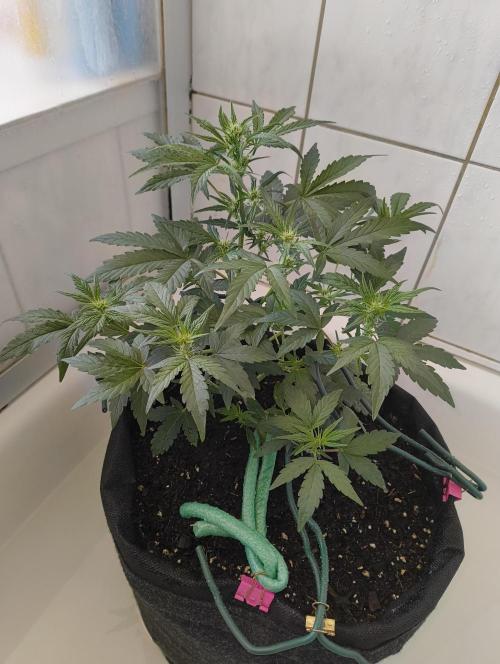Budget Grow, First Grow. Week 4