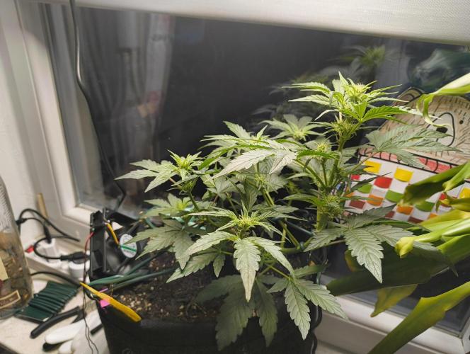 Budget Grow, First Grow. Week 4
