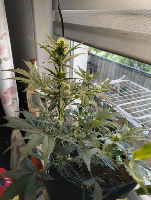Budget Grow, First Grow. Week 4