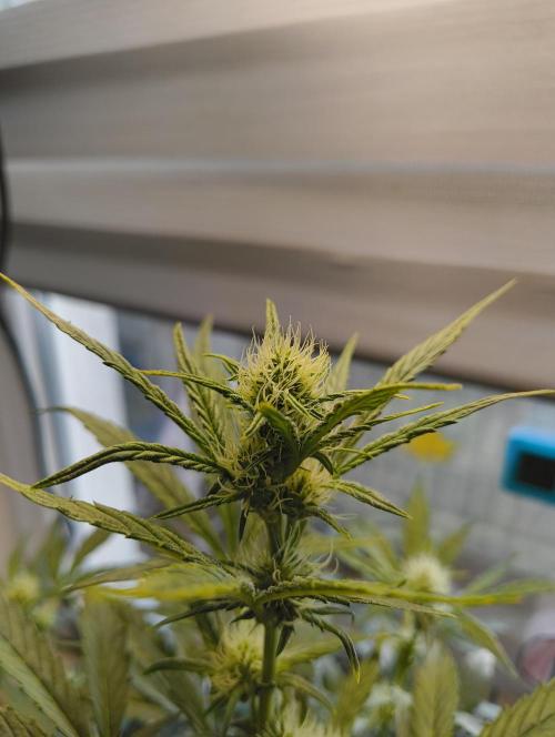 Budget Grow, First Grow. Week 4