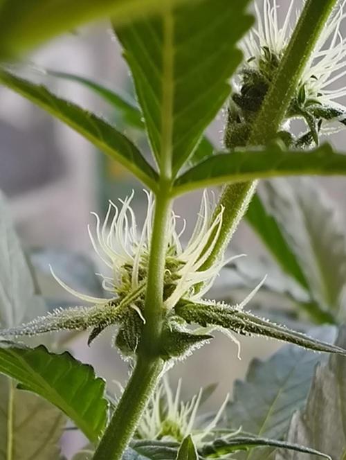 Budget Grow, First Grow. Week 4