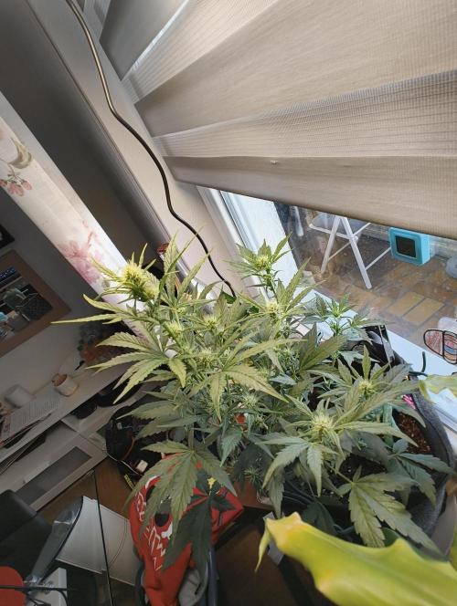 Budget Grow, First Grow. Week 4