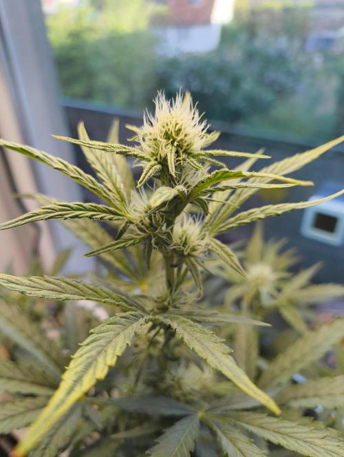 Budget Grow, First Grow. Week 5